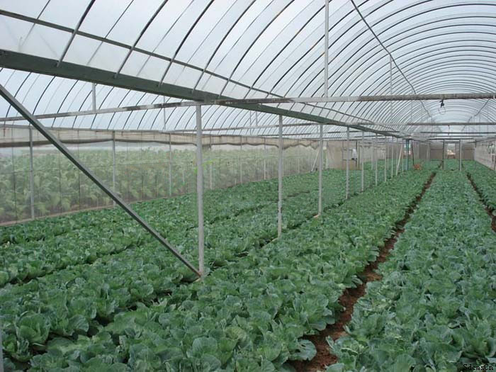 天津小马沽蔬菜观光示范园（薄膜连栋智能温室）