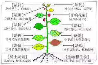 植物所需元素图