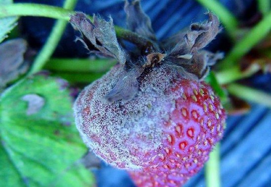 如何辨别温室大棚工程草莓个头大是否有激素农药